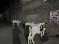 Qurbani