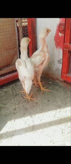 Heera aseel chicks