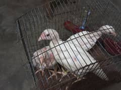 Heera aseel chiks 03415019049