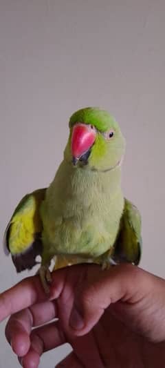 Ringneck