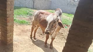 cholistani bull | Bachray | sahiwa | Wacha | Qurbani k janwar | Bull