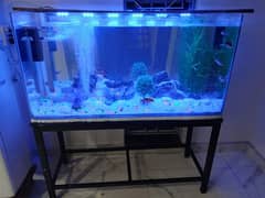 Fish Aquarium With 10fishes