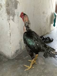 Pakistani