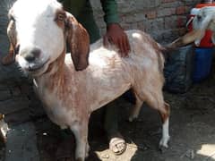 goats sale sale Eid UL adha