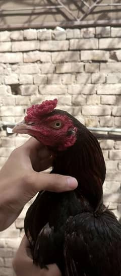 only murga forsale 03485092816