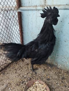 Ayam Cemani