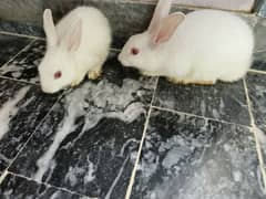 Rabbit 2