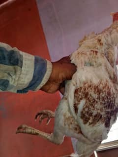 2 sal Umar he Panjab ki nasall hen 3 murgi hen