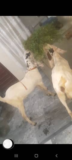dasi bakry jori  2dant qurbani  03234438191