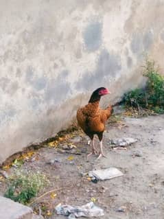 kurk
