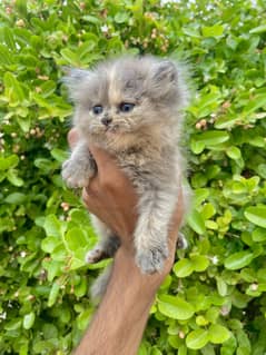 Persian kitten available for new home
