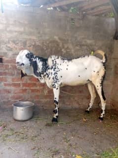 dasee Bakra 76kg