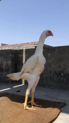White o shamo male