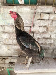 Pure Lasani Sindhi aseel