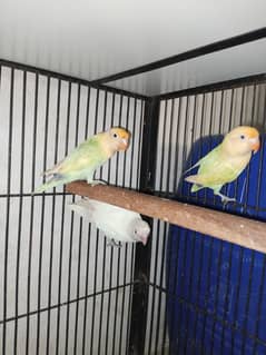 Love Birds