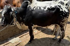 Bull