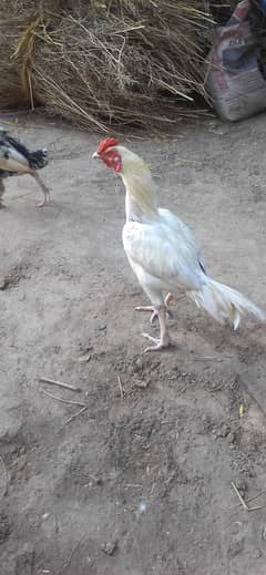 fasalabad
