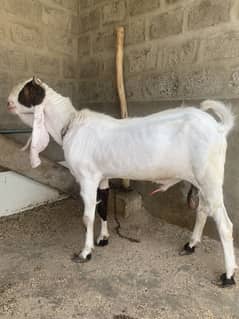 Bakra