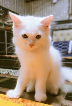 persian