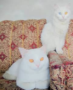 Cats beautiful pair