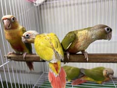 Pineapple, sun cheek, yellow sided conure
