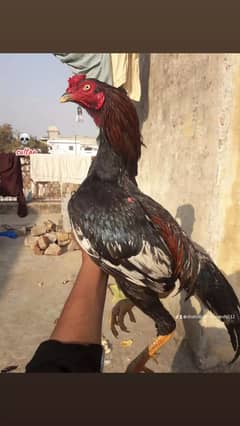 pure Aseel Mianwali | Mianwali Murga | Aseel Murga | Mianwali bread |