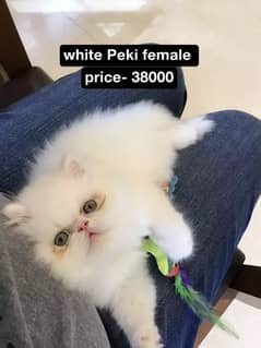 Peki / Punch / pershion / hamalian kittens