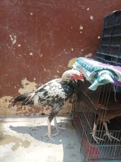 Aseel lava For Sale. . . .