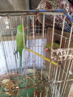 ring nek preader pairs for sale