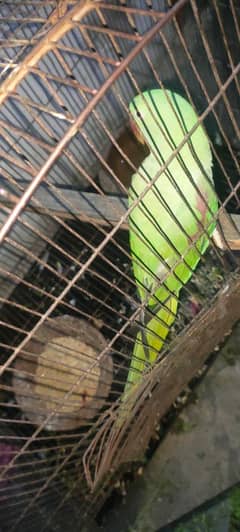 Raw parrot