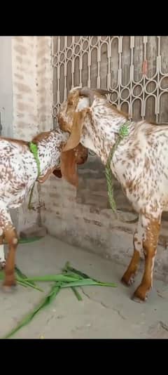 goats