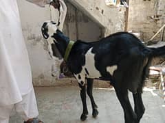 Desi bakra