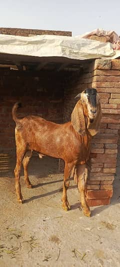 Qurbani  2025 Desi Bakra
