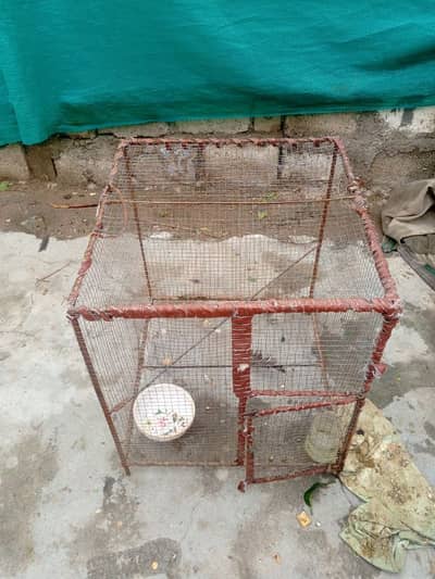 Hen Cage (Pinjra)