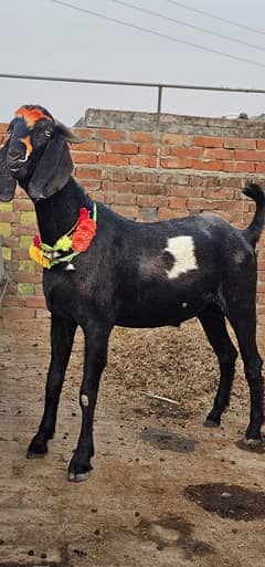 2 Heavy weight bakra for sale qurbani 2025