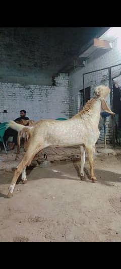 Bakra