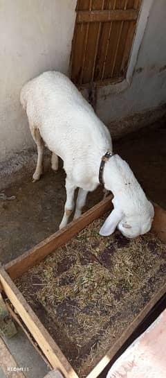 pure turkey sheep
