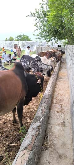 Qurbani Wacha/Bail/Bull/Cow for 2k25