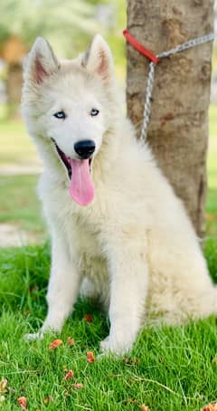 Giant Size Blue eyes Siberian Husky Pup