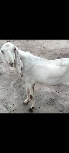 چار بکرے برائے فروخت