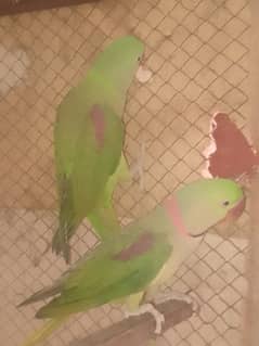 breeder parrots pair