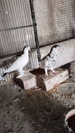 for sale Multan