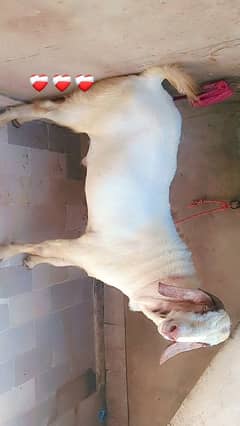 Super Beetal Breeder 2 daant 80kg live