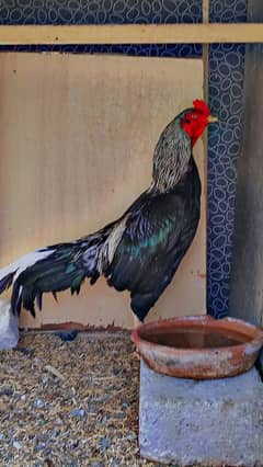 black java murga,Sindhi  murga ,hen 3 chicks