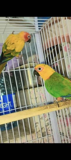 Female Sunconre, Male Jandy Content Breader pair for sale
