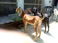 Qurbani Bakra for sale