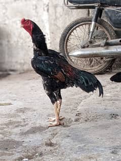 shamo