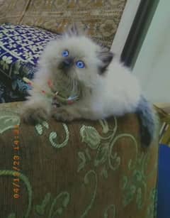 Persian