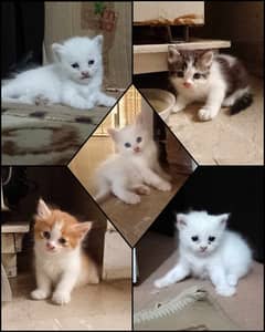 Kittens looking for new home. . .