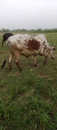 Cows Qurbani for sale